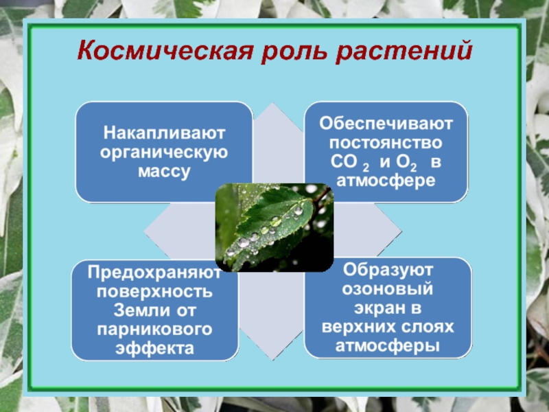Прочитайте текст космическая роль зеленых растений. Космическая роль растений. Космическая роль зеленых растений. Космическая роль растений схема. Космическая роль растений в природе.
