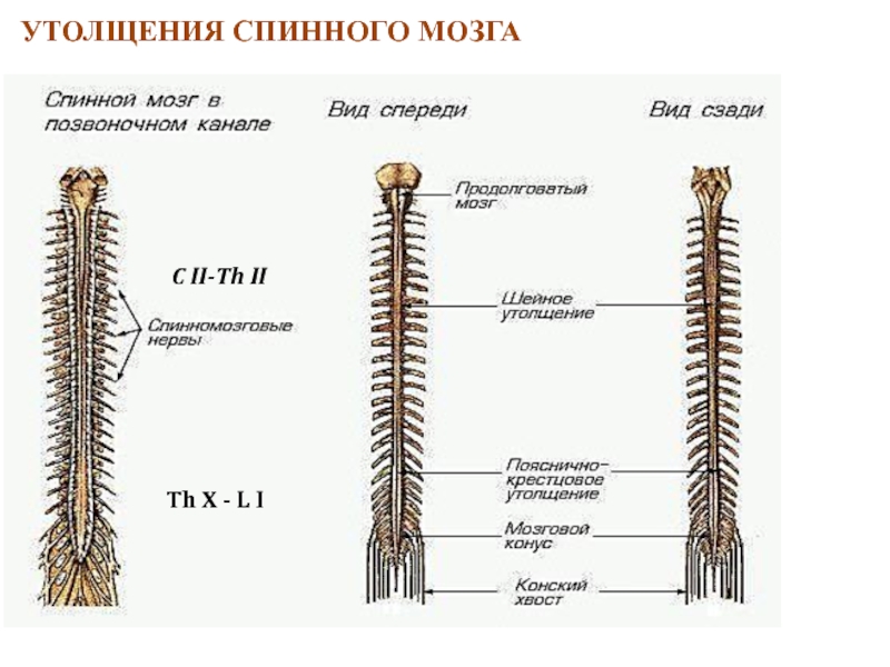 Утолщения спинного мозга. Как выглядит спинной мозг. Сколько стоит спиной мозг человека в рублях.