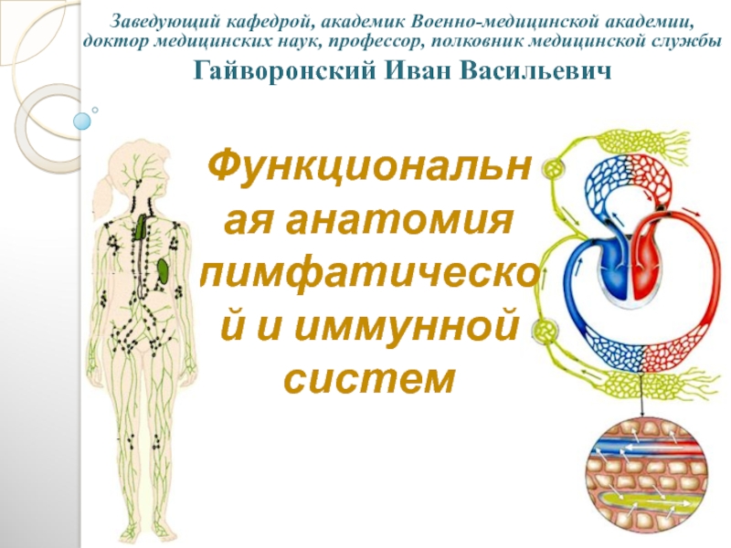 Презентация Функциональная анатомия лимфатической и иммунной систем
