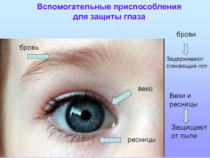 Нужен век. Защитные приспособления глаза. Веки с ресницами строение. Функции бровей и ресниц. Брови ресницы веки.