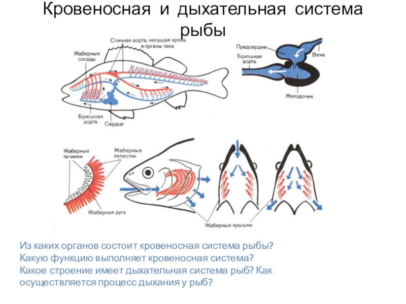 Дыхание рыб. Кровеносная система рыб таблица. Дыхательная система у рыб проект.