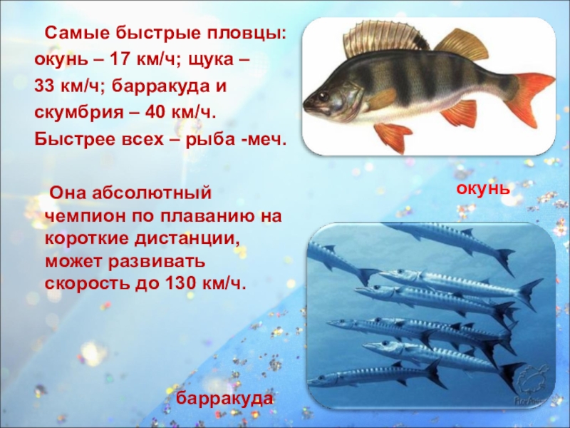 Скорость щуки. Скорость рыбы. Презентация стремительные пловцы рыбы. С какой скоростью плавает рыба.