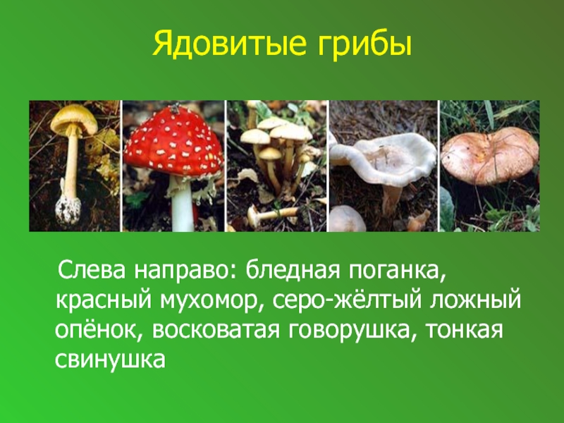 Ядовитые грибы  Слева направо: бледная поганка, красный мухомор, серо-жёлтый ложный опёнок, восковатая говорушка, тонкая свинушка