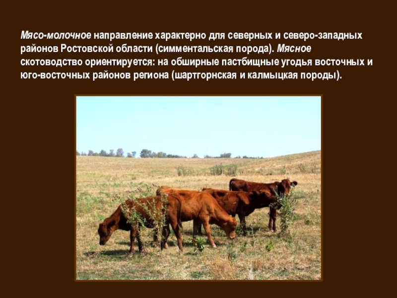 Какие направления имеет скотоводство 3. Мясо-молочное скотоводство. Скотоводство молочно мясного направления. Растениеводство Ростовской области. Растениеводство в Оренбургской области.