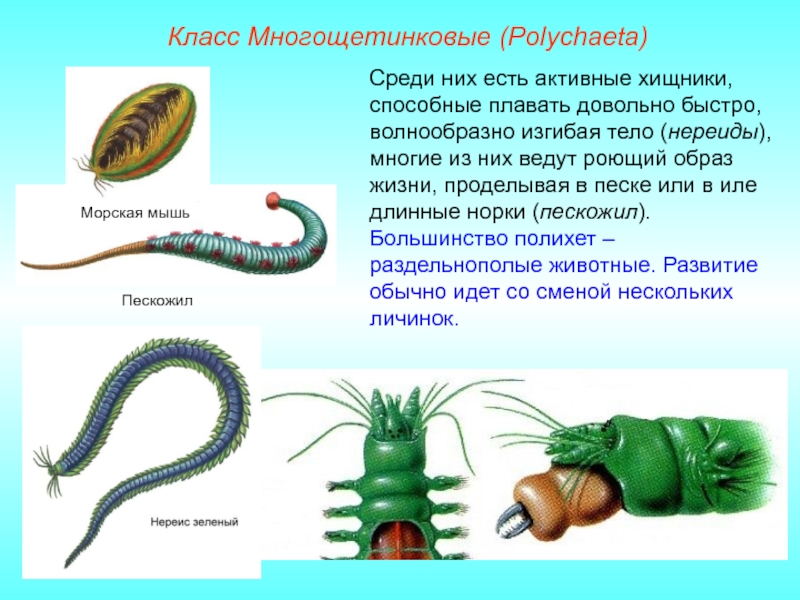 Кольчатые черви егэ презентация