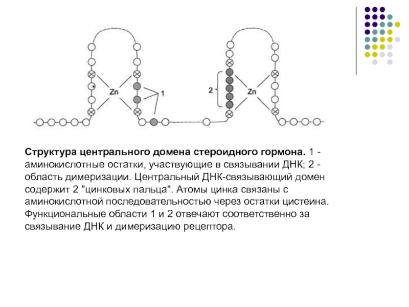 Половые гормоны презентация