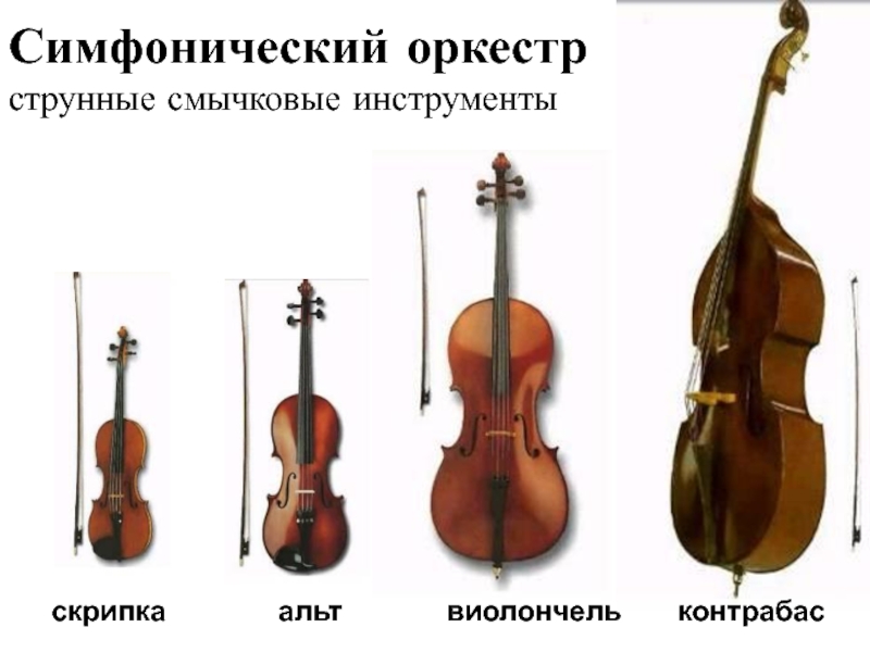 Виды скрипичных. Альт струнные смычковые музыкальные. Струнные смычковые инструменты Альт. Струнно-смычковые инструменты симфонического оркестра скрипка. Альт инструмент музыкальный струнный.