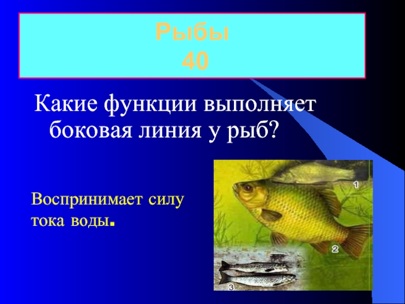 Какую функцию выполняют животные. Выполняемые функции рыб. Боковая линия у рыб функции. Боковая линия рыб воспринимает. Какие звуки издают рыбы.