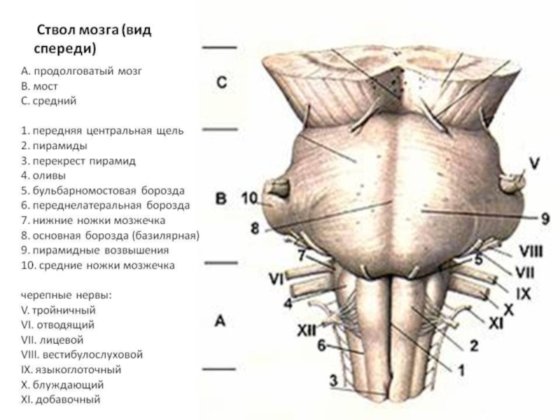 Продолговатый мозг рисунок