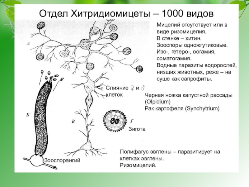 Жизненный цикл оомицетов схема