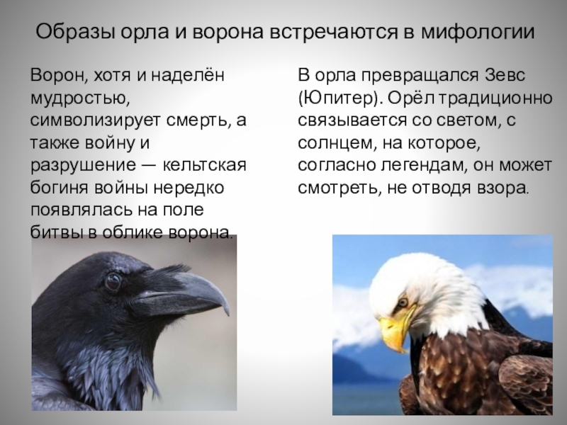 Образы орла и ворона встречаются в мифологииВорон, хотя и наделён мудростью, символизирует смерть, а также войну и