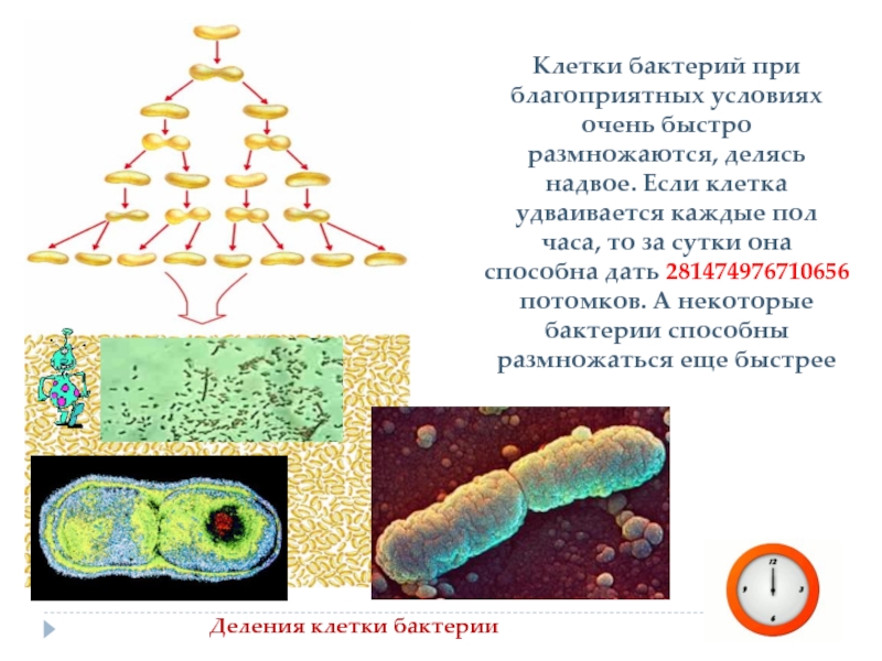 Клетка микроорганизмы. Бактерии разделяются на. Благоприятные условия для бактерий. Бактерии способны. Бактерии 6 класс биология.