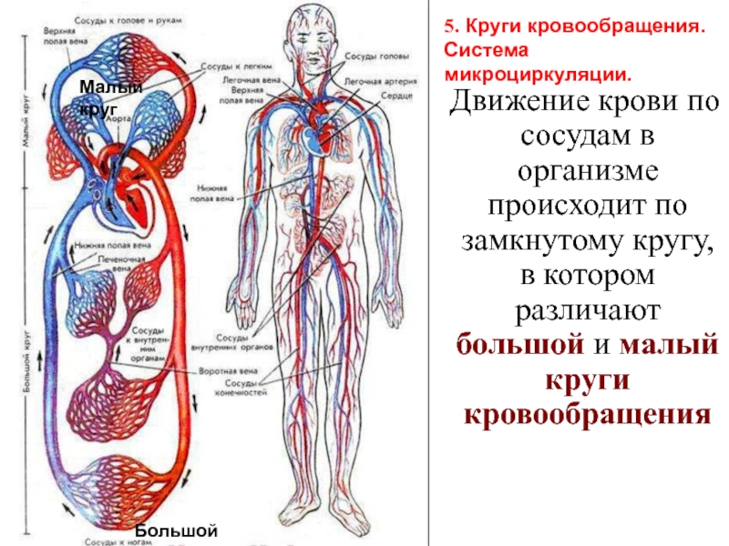 Артерии большого круга кровообращения схема с обозначениями