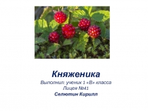 Княженика