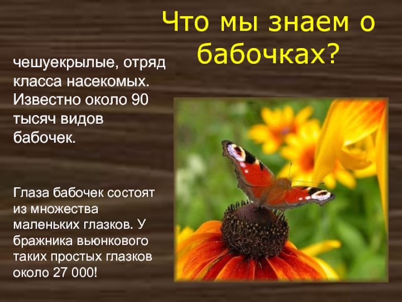 Известно около. Произведения о бабочках. Литературные произведения о бабочках. Литературное произведение о бабочках 3 класс. Литературные произведения в которых говорится о бабочках.