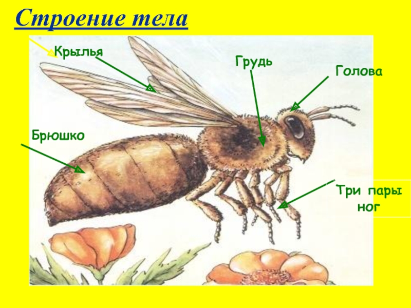 Строение тела насекомого картинка для детей