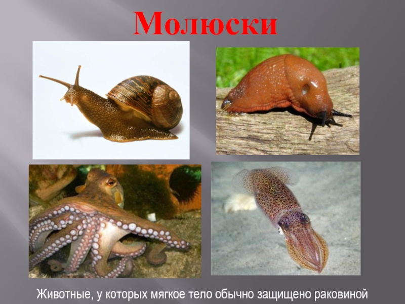 Три примера животных моллюски. Группы животных моллюски. Мягкотелые животные. Животные которые защищены раковиной. Животные тело которых защищено раковиной это.