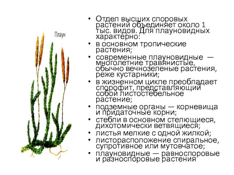 Циклы высших споровых растений