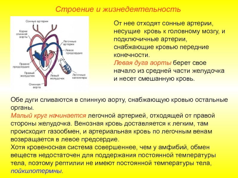 Происходит образование венозной крови из артериальной круг. Кровеносная система венозная кровь. Рептилии Разделение артериальной и венозной крови. Венозная и артериальная кровь различия. Артериальная и венозная кровь сосуды.