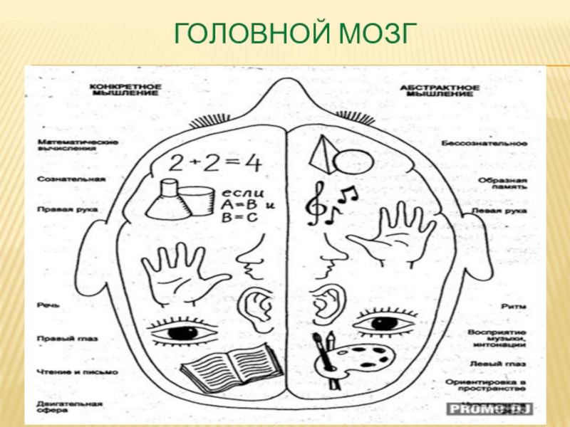 Развитие речи мозга. Мелкая моторика и мозг. Упражнения для улучшения межполушарных связей головного мозга. Мелкая моторика рук и мозг. Связь мелкой моторики и мозга.