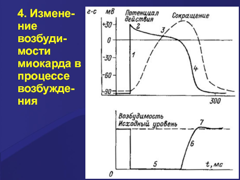 Фазы потенциала действия фазы изменения возбудимости. Фазы потенциала действия и возбудимости. Фазы изменения возбудимости кардиомиоцита. Фазы изменения возбудимости сердечной мышцы. Фазы потенциала действия и фазы изменения возбудимости.