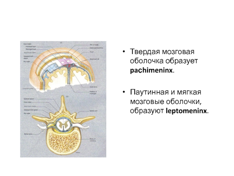 Твердая мозговая оболочка образует paсhimeninx.Паутинная и мягкая мозговые оболочки, образуют leptomeninx.