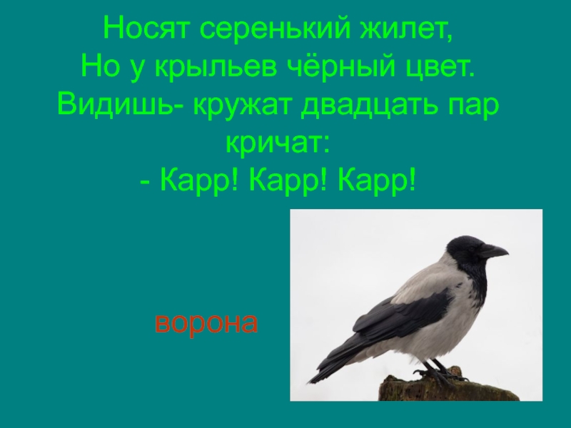 Носят серенький жилет, Но у крыльев чёрный цвет. Видишь- кружат двадцать пар кричат: - Карр! Карр! Карр!