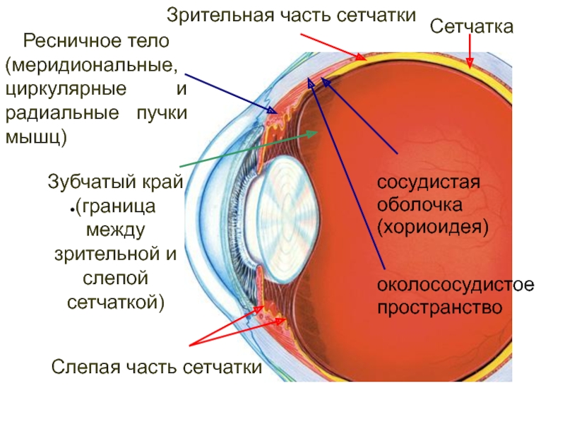 Сетчатка размеры. Зрительная часть сетчатки анатомия. Слепая часть сетчатки. Сетчатая оболочка глаза части. Зубчатый край глаза.
