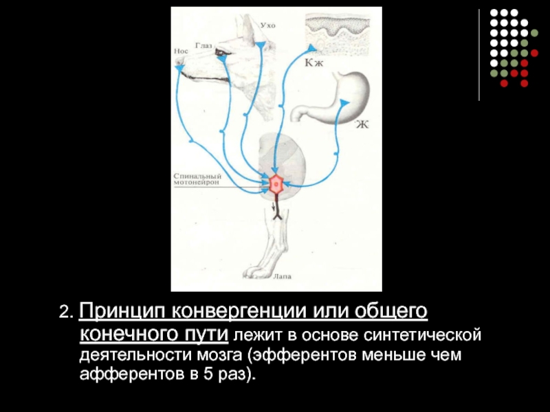 Принцип общего конечного пути. Конвергенция физиология ЦНС. Принцип общего конечного пути физиология. Принцип конвергенции. Принцип конвергенции или общего конечного пути.