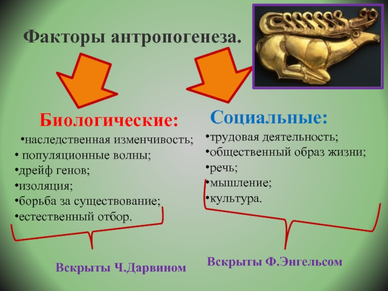 Естественный отбор изменчивость. Биологические и социальные факторы эволюции человека. Группа факторов антропогенеза. Антропогенез . Биологический фактор наследственной изменчивости. Факторы антропогенеза биологические и социальные.