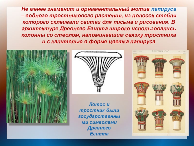Не менее знаменит и орнаментальный мотив папируса – водного тростникового растения, из полосок стебля которого склеивали свитки