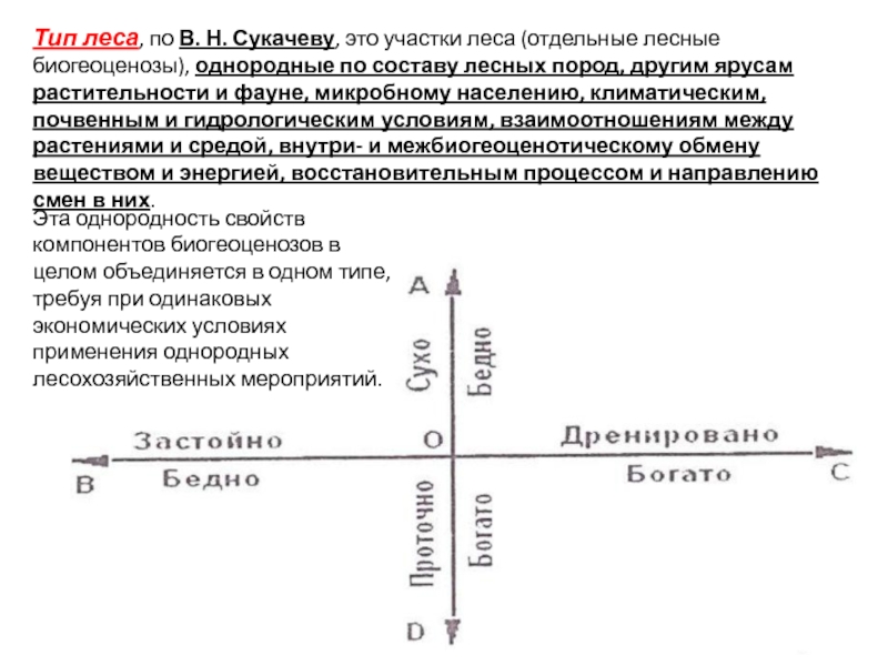 Типология леса презентация