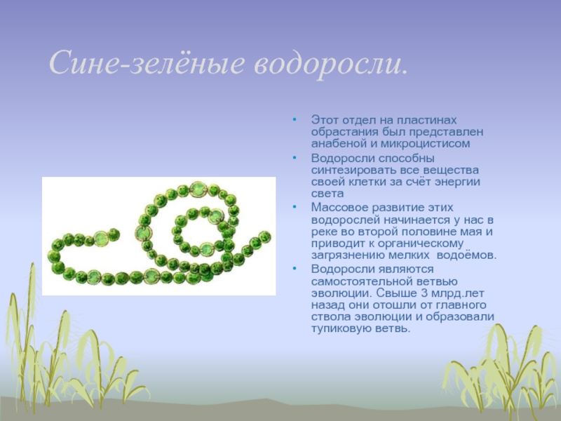 Зеленым водорослям относят. Отдел синезеленые водоросли представители. Отдел сине-зеленые водоросли. Классификация сине зеленых водорослей. Представители отдела сине-зеленых водорослей.