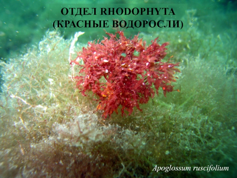 Альгология микология. Красные водоросли альгология. Отдел красные водоросли (Rhodophyta). Красные водоросли ботаника. Альгология это наука о.