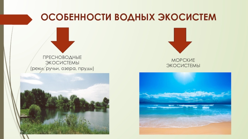 Водная экосистема презентация