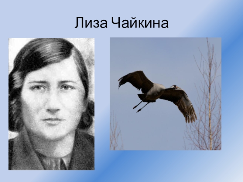 Лизы чайкиной. Е Чайкина. Белов Лиза Чайкина. Лиза Лиза Чайкина. Лиза Чайкина кто это.