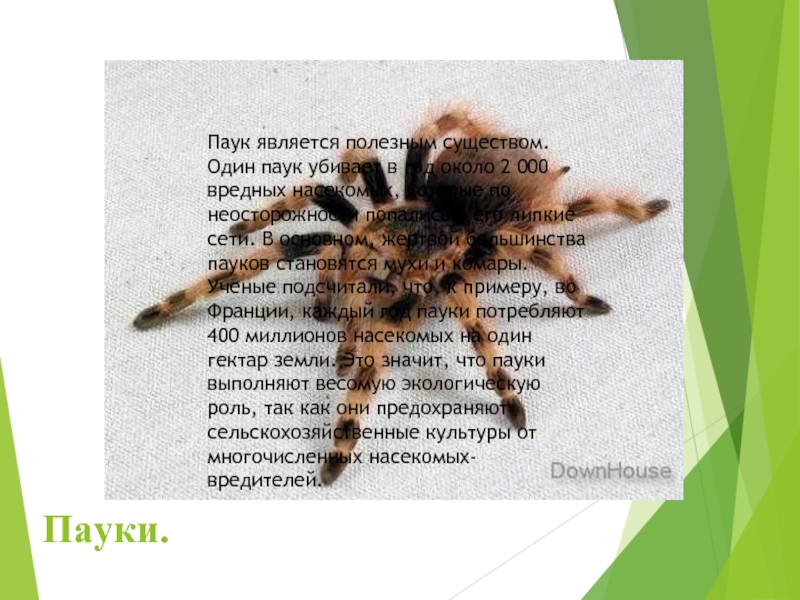 Пауки.Паук является полезным существом. Один паук убивает в год около 2 000 вредных насекомых, которые по неосторожности