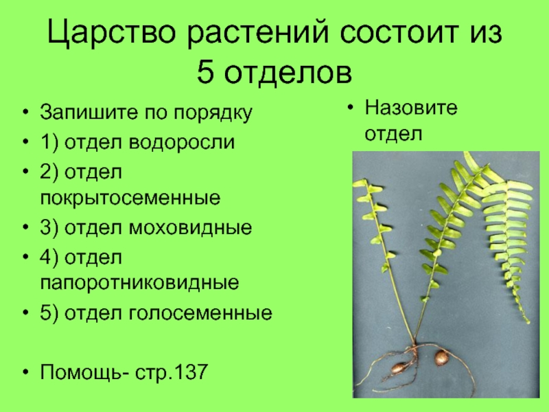 Царство растений состоит из 5 отделовЗапишите по порядку1) отдел водоросли2) отдел покрытосеменные3) отдел моховидные4) отдел папоротниковидные5) отдел