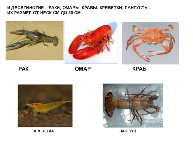 Чем отличается краб от лобстера картинки