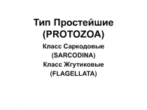 Тип Простейшие ( PROTOZOA)