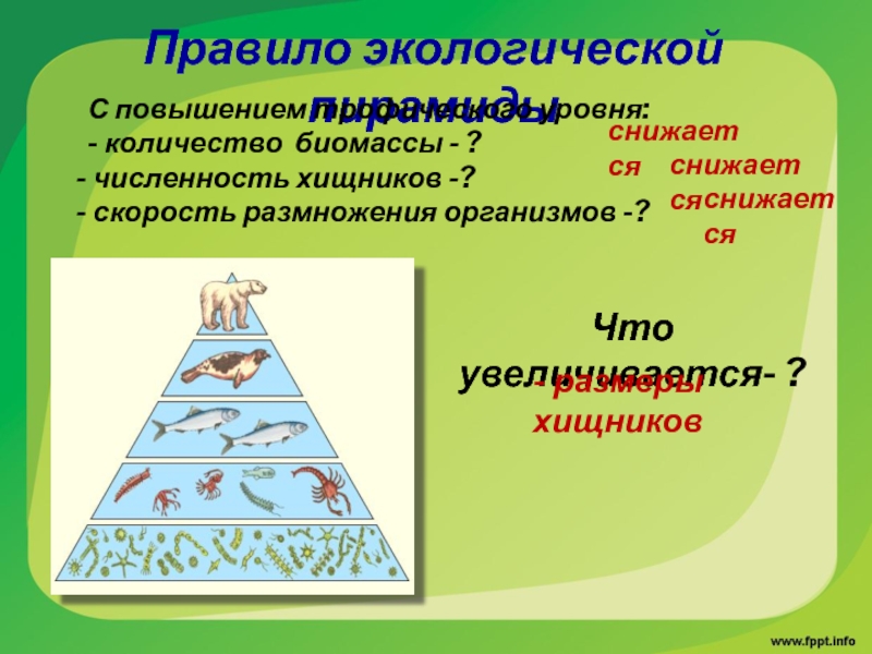 Экологические пирамиды биомасс энергии. Пирамида чисел биомассы и энергии. Пирамиды численности биомассы и энергии. Экологические пирамиды численности биомассы энергии. Экологические пирамиды пирамида биомасс.