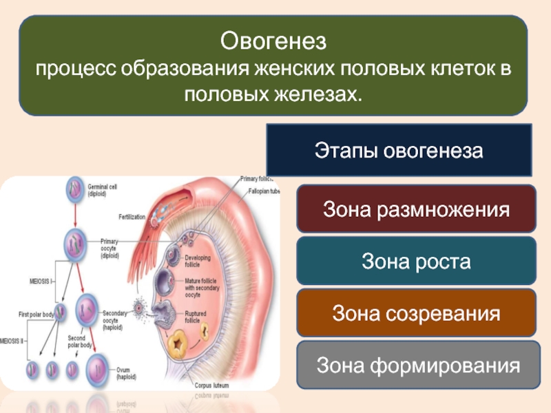 Женские половые клетки образуются в процессе. Процесс образования женских половых клеток. Процесс образования женской половой клетки. Овогенез это в биологии 10 класс. Этапы образования женских половых клеток.