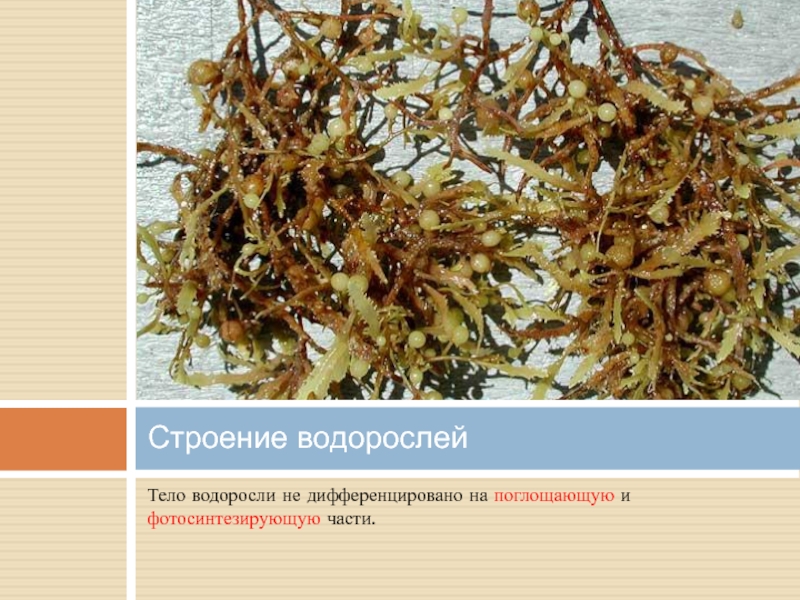 Чем представлено тело водорослей. Бурые водоросли в жизни человека. Корневая система бурых водорослей. Строение бурых водорослей 5 класс. Дифференцированные водоросли.