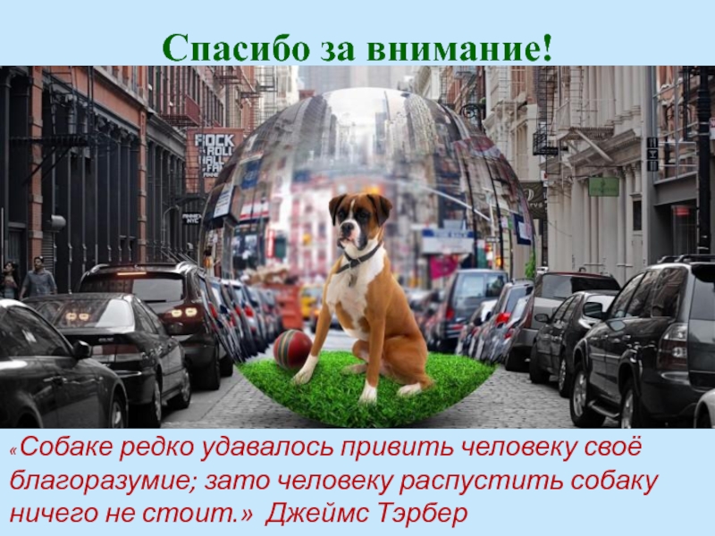 Внимание собаки. Спасибо за внимание с собакой. Внимание собака. Спасибо за внимание собака экология. Привейте.