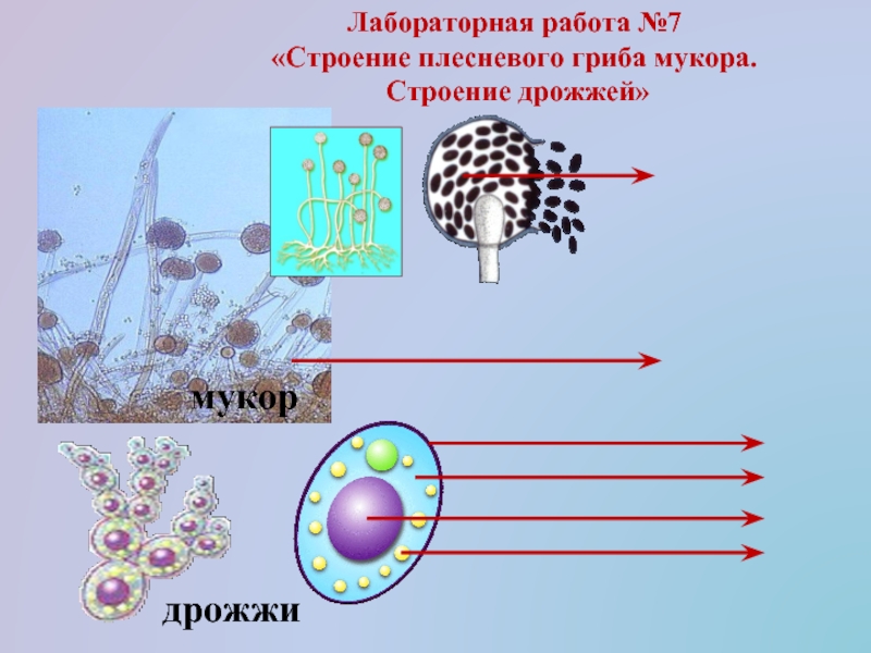 Проект биология 5 класс плесневые грибы