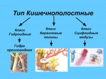 Тип Кишечнополостные  Тип Кишечнополостные Класс Гидроидные  Пресноводный полип гидра