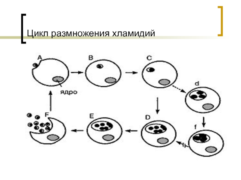 Развитие хламидий. Жизненный цикл хламидии микробиология. Жизненный цикл хламидий схема. Схема репликативного цикла хламидий. Схема жизненного цикла хламидии.