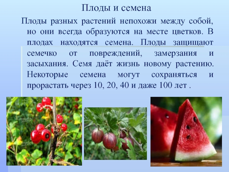 Каково значение семенных растений в природе. Разнообразие плодов в природе. Для чего нужен плод растению. Плод с семенами. Сообщение о плодах растений.