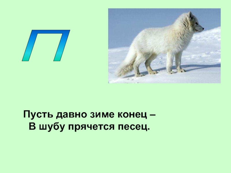 Пусть давно. Пусть давно зиме конец в шубу прячется писец. Укрыться песцом. Пусть давно зиме писец.... Песец схема слова.