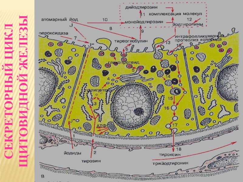 Секреторные б клетки. Секреторный цикл железистой клетки. Фазы секреторного цикла щитовидной железы. Фазы секреторного цикла железистой клетки. Схема секреторного цикла.
